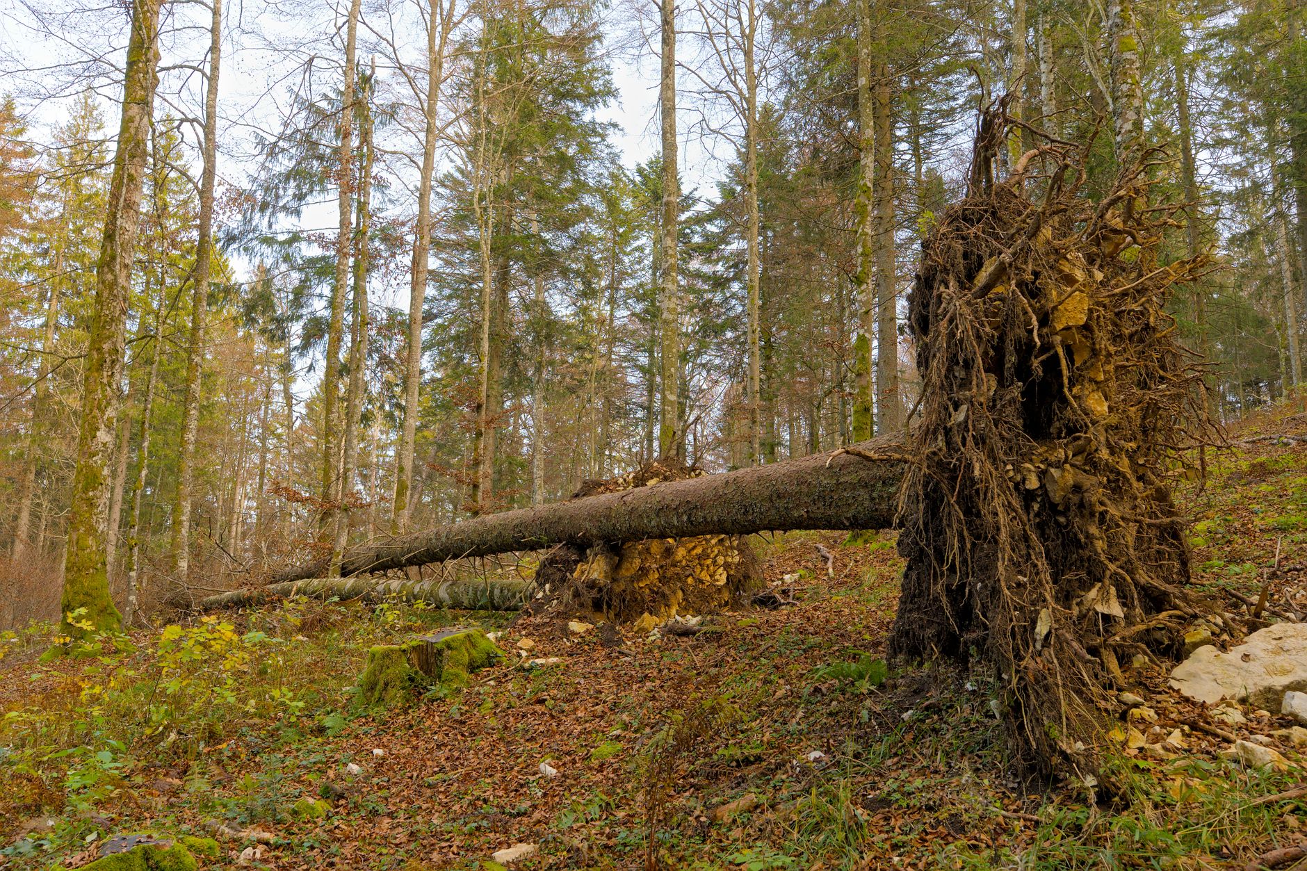 Enlèvement arbre urgence à Concarneau